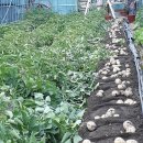 와부농업협동조합 하나로마트 이미지