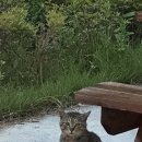 라움 더 한옥 풀빌라 이미지