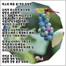 # 며느리 배꼽 풀,밑 씻개 ,밥풀때기 이미지