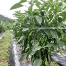 만리농장 이미지