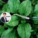산야초상회