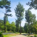 아빠의나무 야영장 이미지