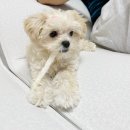 톰퍼피 강아지 분양 | 인천강아지분양 홍스퍼피 솔직 후기 건강한 강아지 입양했어요 🐶🩷