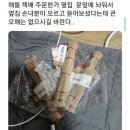 앵무새 장난감 이미지