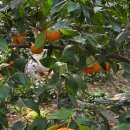 해용농장 | 제주도 겨울여행 데이트 코스 봉봉감귤체험농장 시즌별 귤 종류와 맛있는 귤 따는 방법