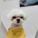 피카소 동물병원 미용 이미지