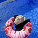 산토스 풀빌라 이미지