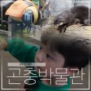 무주여행 추천! 반디랜드 곤충박물관 아이랑 가볼만한곳 솔직 후기