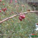 서대산농장 이미지