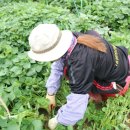 산진농장 이미지