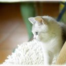 노블헤어칼라 - 광주시 | 노블헤어칼라