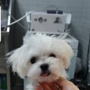 펫살롱케이 이미지