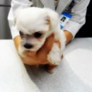 분당파크뷰 동물병원 이미지