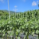 조계환농장 이미지