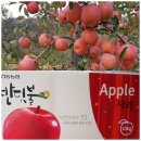 법인무주반디팜