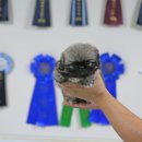 화이트 켄넬 이미지