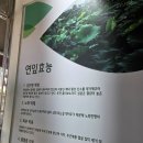 인동녹차연잎왕만두 | [웰빙녹차연잎 왕만두]남원 광한루 숨겨진 찐 맛집 내돈내산 솔직후기