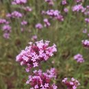 마편초(말초리풀, 자정용아초 바베인, vervain)꽃 이미지