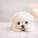 창녕동물병원 이미지