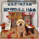 펌킨 펫하우스 서울숲 | 성수동 애견카페 펌킨펫하우스 서울숲 방문 후기