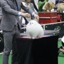 퍼피빌리지 이미지