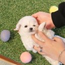 도그마루 강아지 고양이 울산점 이미지