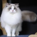 랙돌캐터리 알렉산더돌스 이미지