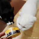 고양이 주식캔 하운드앤가토스 내돈내산 후기!