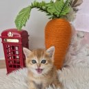 심쿵하개 강아지고양이 분양 강서점 | 등촌동고양이분양 랙돌먼치킨 레가퍼