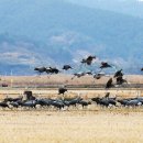 두루미네 이미지