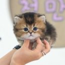 고양이샵 네이버블로그