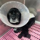 24시굿케어동물의료센터 이미지