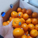 (신)만다린 이미지