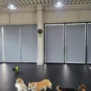 딩동댕댕 애견유치원 이미지