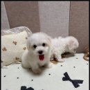 멍앤냥 강아지고양이 안양점 이미지