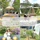 해와달농장 | 아이랑 가을에 가기 좋은 경기도 체험농장 (직접 방문한 곳만 추천)