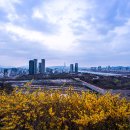 개나리 - 의정부시 인포씨피시 | 개나리