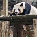 판다 이미지