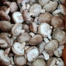 국산 표고버섯, 참송이버섯 50% 맛보기이벤트 이미지