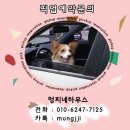 애견호텔 나무야 이미지