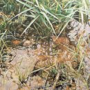 수채화(고) 이미지