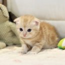 마포고양이도레미캣 이미지