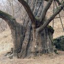 보석사   은행나무 이미지