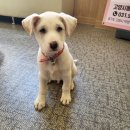 경기켄넬 이미지