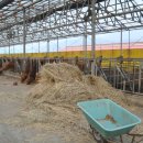 봉황한우농장 이미지