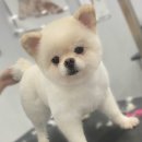고방동물병원 | [고방동물병원]포메라니안 크림이의 미용후기♥