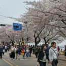 무한보물창고시리즈(311)/서울 여의도 벚꽃 축제 이미지