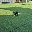 견인지역 애견운동장 유치원 김포점 이미지