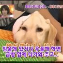 하이디 이미지