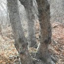 근계2리 | 대구 달성 금계산 - 대방산 산행